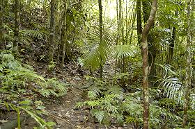 the trail in an authentic rainforest