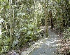 paved walkway through the 'tourist' rainforest