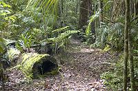 a view along the path of the 'authentic' Australian rainforest
